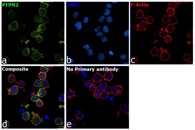 PTPN2 Antibody in Immunocytochemistry (ICC/IF)