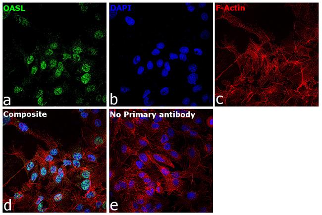 OASL Antibody in Immunocytochemistry (ICC/IF)