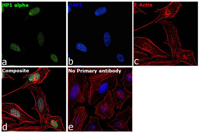 HP1 alpha Antibody in Immunocytochemistry (ICC/IF)