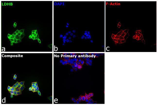 LDHB Antibody in Immunocytochemistry (ICC/IF)