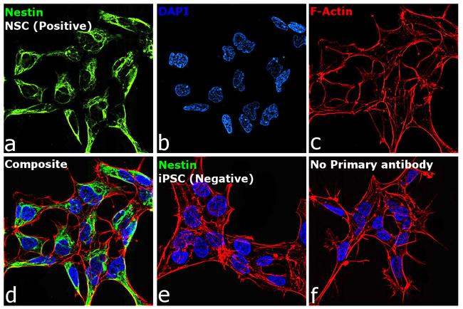 Nestin Antibody in Immunocytochemistry (ICC/IF)