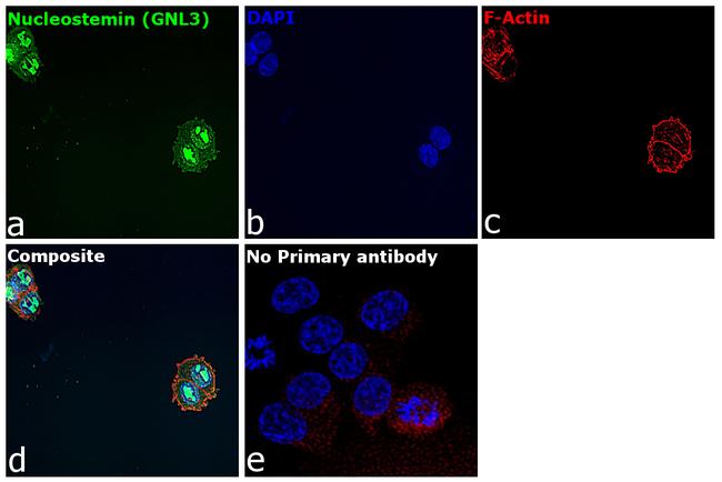 Nucleostemin Antibody in Immunocytochemistry (ICC/IF)