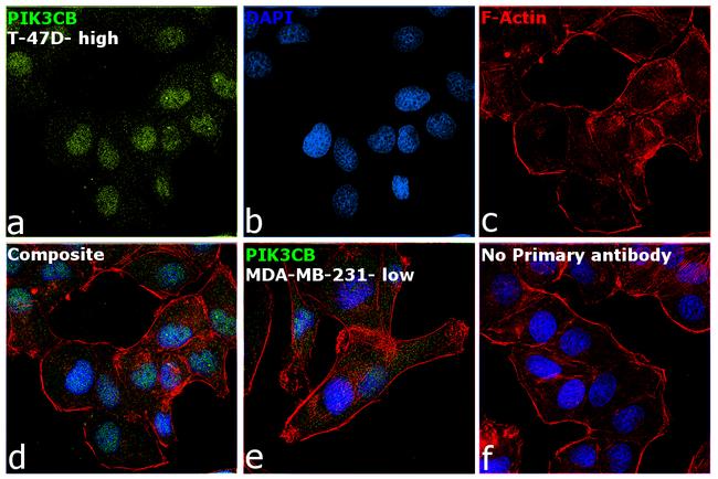 PIK3CB Antibody in Immunocytochemistry (ICC/IF)