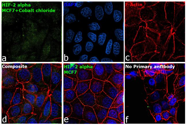 HIF-2 alpha Antibody in Immunocytochemistry (ICC/IF)