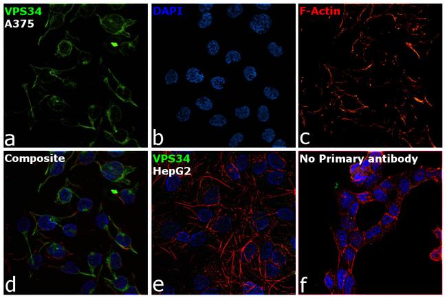 VPS34 Antibody in Immunocytochemistry (ICC/IF)