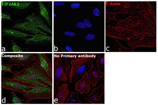 PKR Antibody in Immunocytochemistry (ICC/IF)