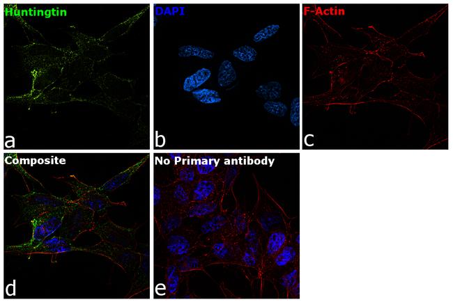 Huntingtin Antibody in Immunocytochemistry (ICC/IF)