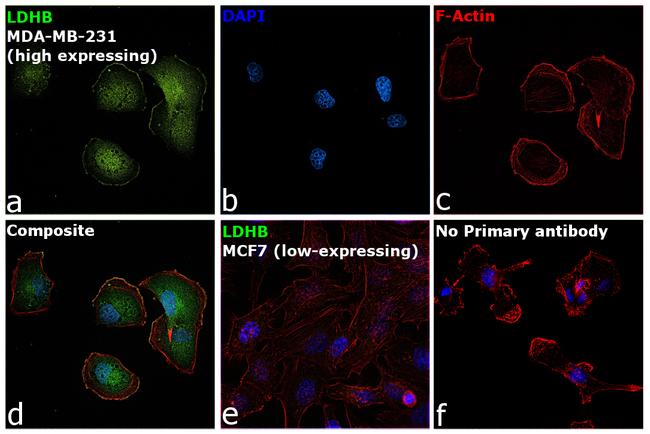 LDHB Antibody in Immunocytochemistry (ICC/IF)