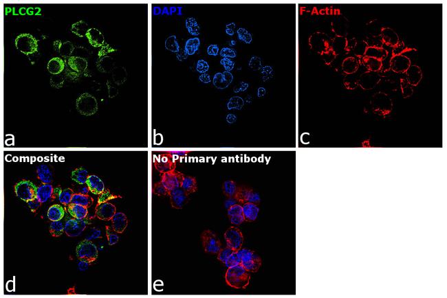 PLCG2 Antibody in Immunocytochemistry (ICC/IF)