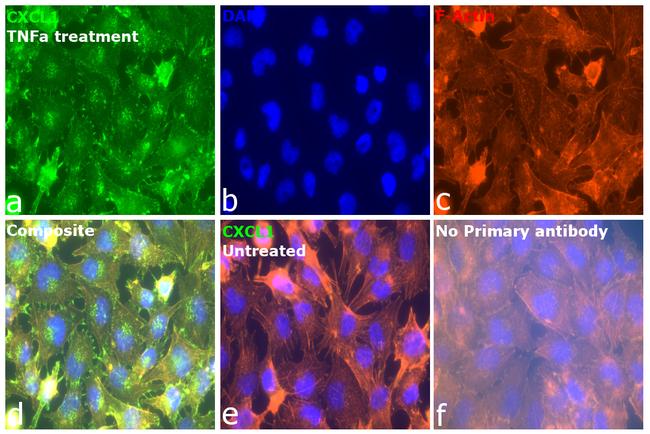 CXCL1 Antibody in Immunocytochemistry (ICC/IF)