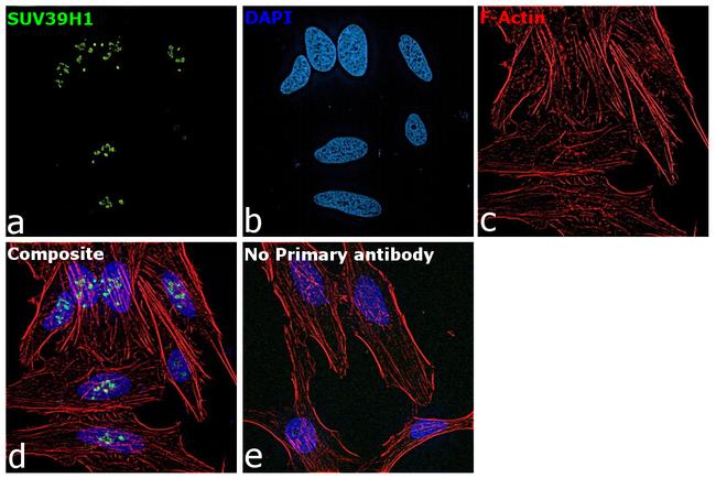 SUV39H1 Antibody in Immunocytochemistry (ICC/IF)