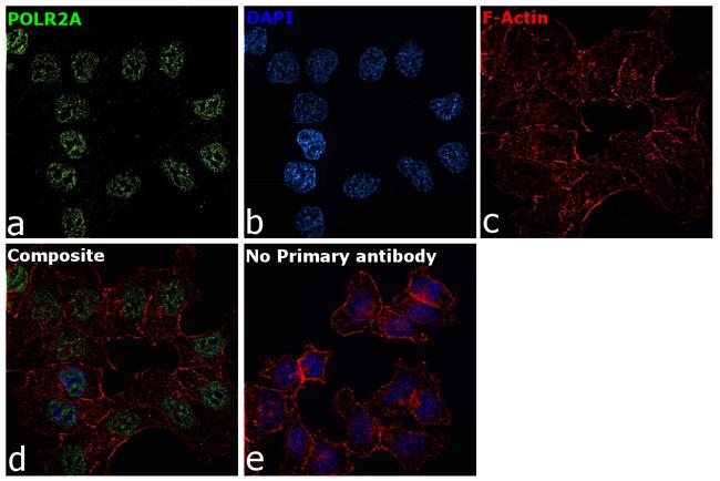 POLR2A Antibody in Immunocytochemistry (ICC/IF)