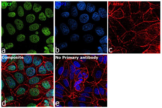 CTCF Antibody in Immunocytochemistry (ICC/IF)