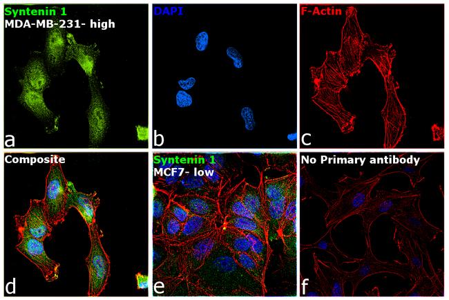 Syntenin 1 Antibody in Immunocytochemistry (ICC/IF)