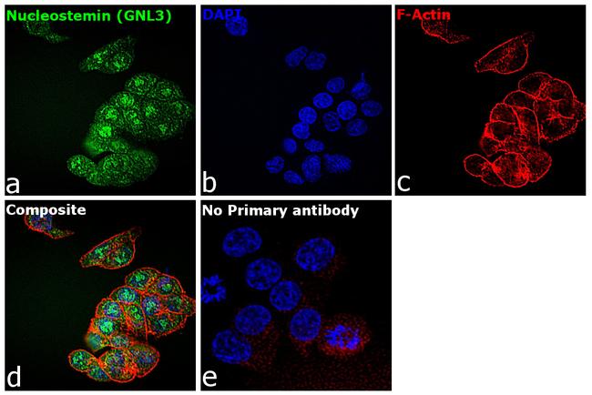 Nucleostemin Antibody in Immunocytochemistry (ICC/IF)