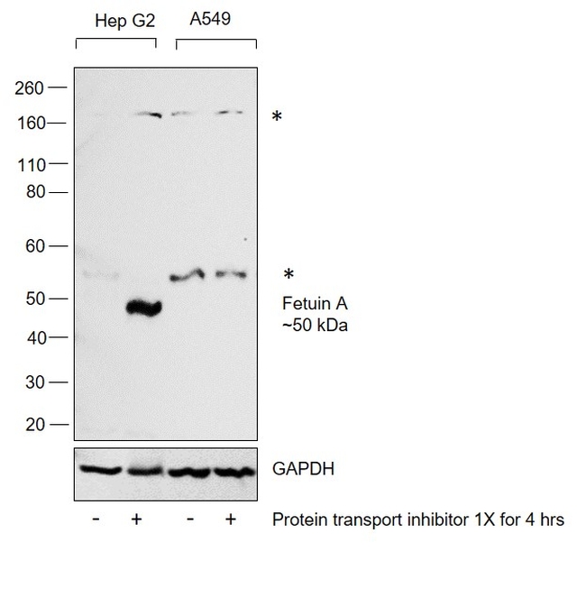 Fetuin A Antibody in Western Blot (WB)