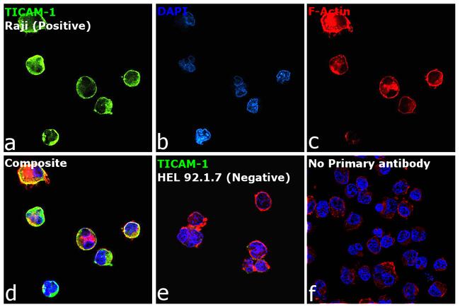 TRIF Antibody in Immunocytochemistry (ICC/IF)