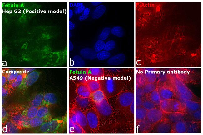 Fetuin A Antibody in Immunocytochemistry (ICC/IF)