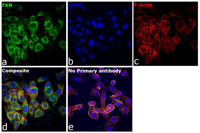 FXN Antibody in Immunocytochemistry (ICC/IF)