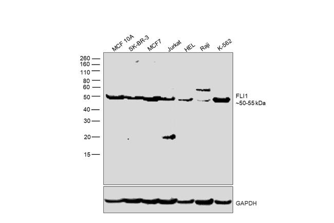 FLI1 Antibody in Western Blot (WB)