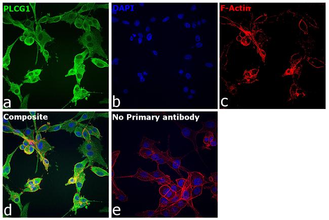 PLCG1 Antibody in Immunocytochemistry (ICC/IF)