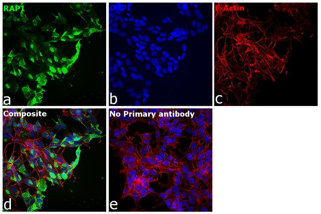 RAP1 Antibody in Immunocytochemistry (ICC/IF)