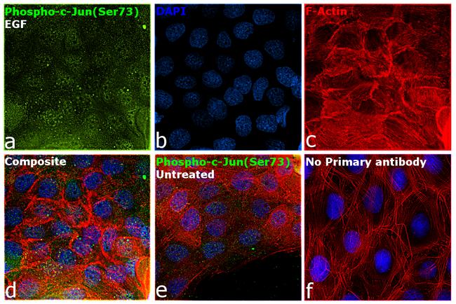 Phospho-c-Jun (Ser73) Antibody in Immunocytochemistry (ICC/IF)