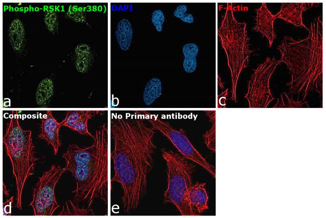 Phospho-RSK1 (Ser380) Antibody in Immunocytochemistry (ICC/IF)