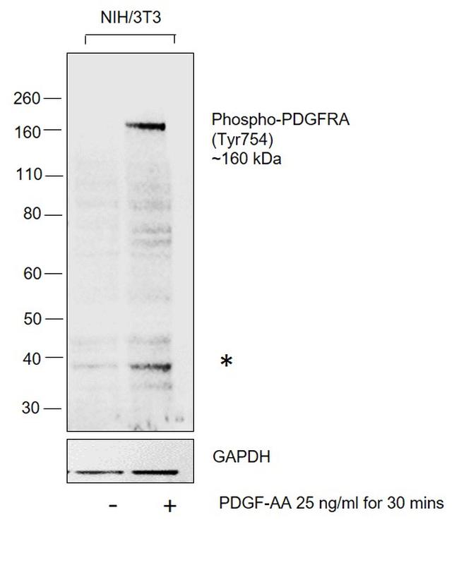 Phospho-PDGFRA (Tyr754) Antibody in Western Blot (WB)