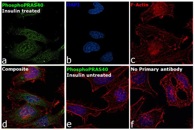 Phospho-PRAS40 (Thr246) Antibody in Immunocytochemistry (ICC/IF)