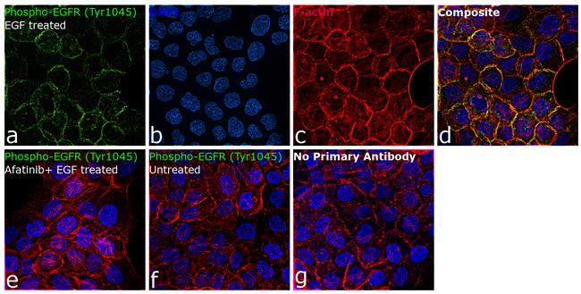 Phospho-EGFR (Tyr1045) Antibody in Immunocytochemistry (ICC/IF)