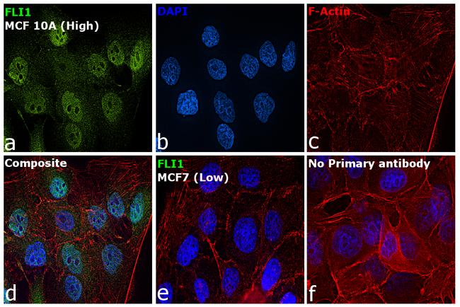 FLI1 Antibody in Immunocytochemistry (ICC/IF)