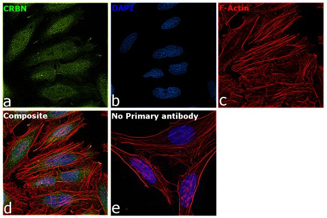 CRBN Antibody in Immunocytochemistry (ICC/IF)