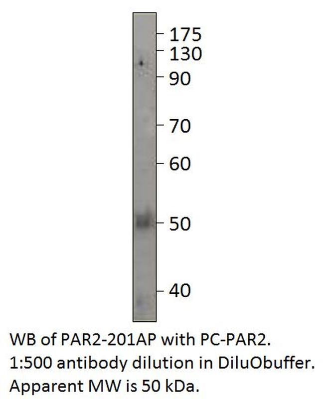 PAR2 Antibody in Western Blot (WB)