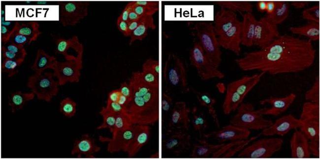 PAX7 Antibody in Immunocytochemistry (ICC/IF)