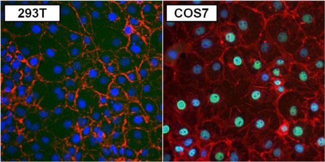 PAX8 Antibody in Immunocytochemistry (ICC/IF)