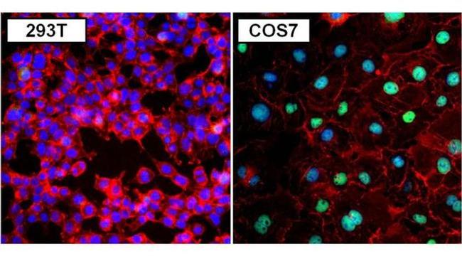 PAX8 Antibody in Immunocytochemistry (ICC/IF)