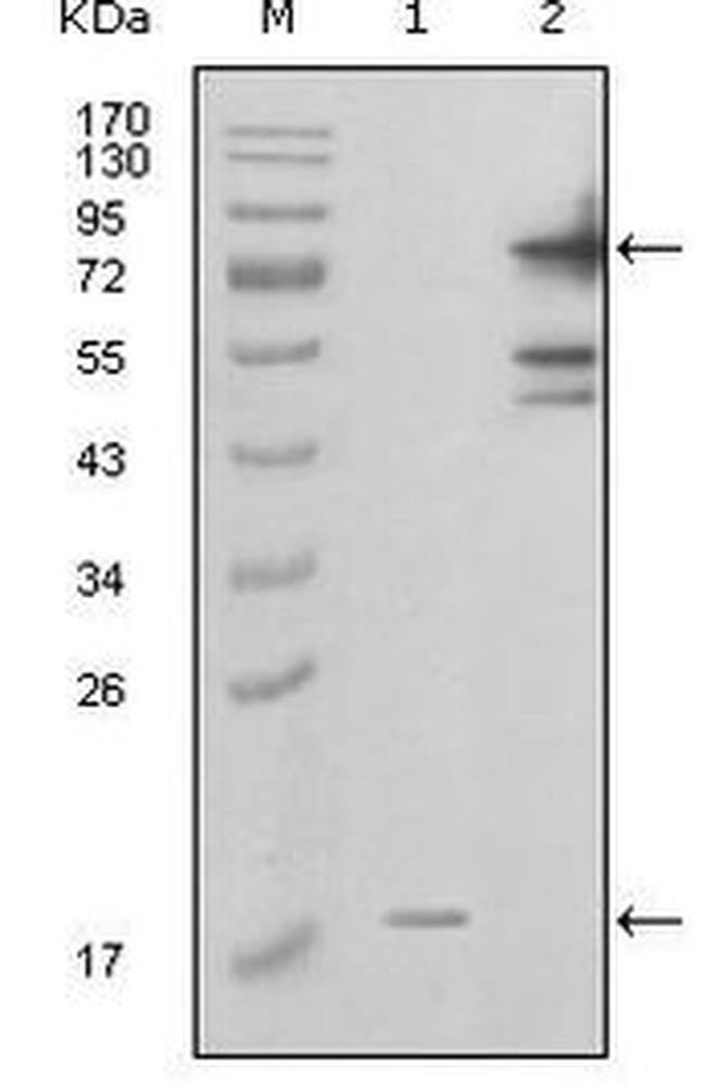 NAMPT Antibody in Western Blot (WB)