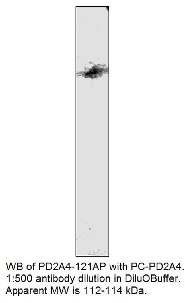 PDE2A4 Antibody in Western Blot (WB)