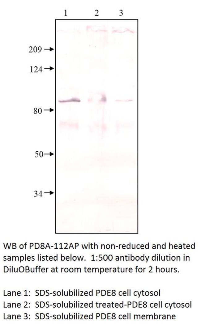 PDE8A Antibody in Western Blot (WB)