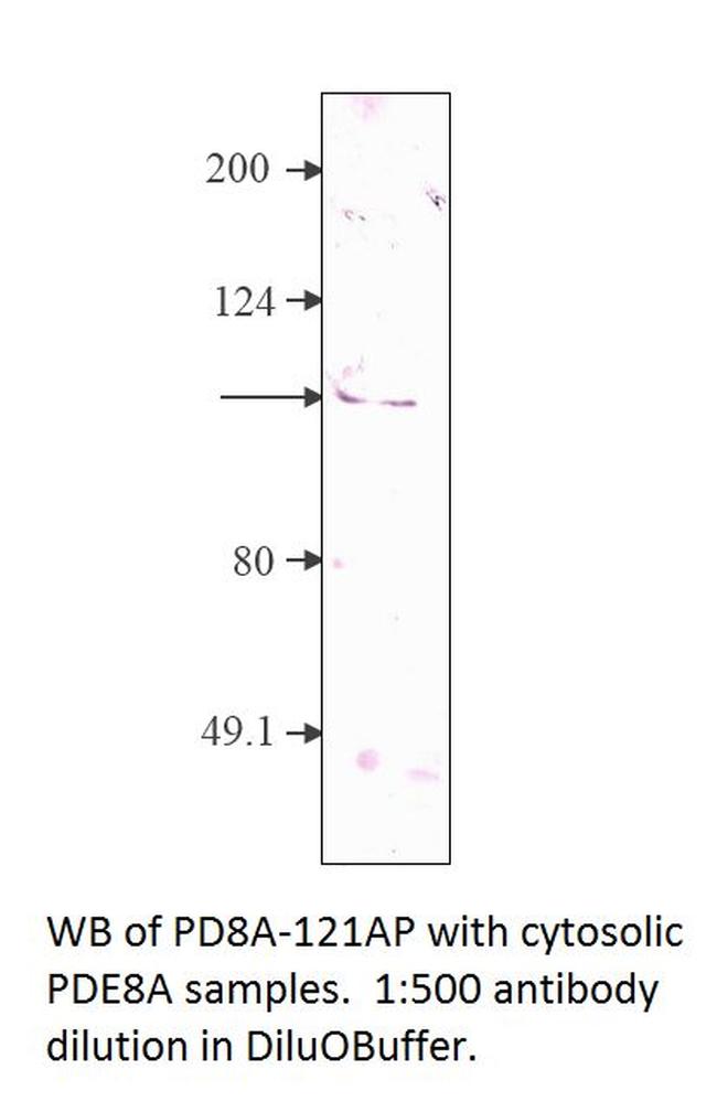 PDE8A Antibody in Western Blot (WB)