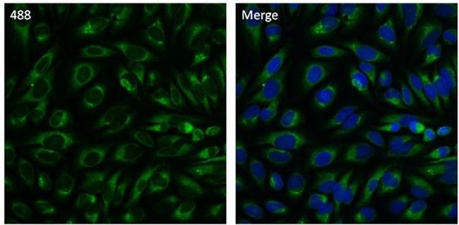 PDI Antibody in Immunocytochemistry (ICC/IF)