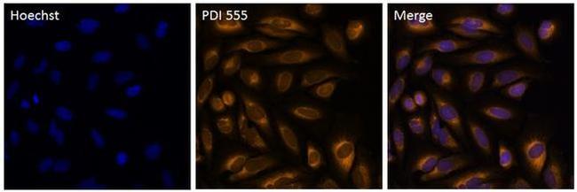 PDI Antibody in Immunocytochemistry (ICC/IF)