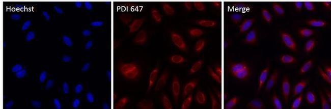 PDI Antibody in Immunocytochemistry (ICC/IF)