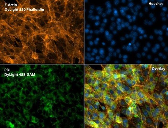 PDI Antibody in Immunocytochemistry (ICC/IF)