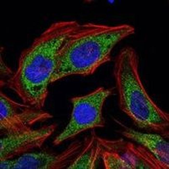 PDK1 Antibody in Immunocytochemistry (ICC/IF)