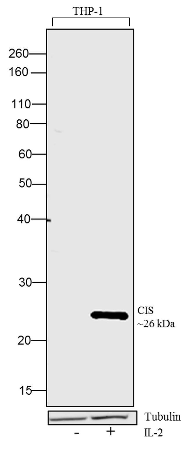 Human IL-2 Protein in Functional Assay (Functional)