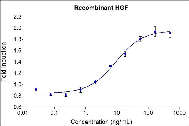 Human HGF Protein in Functional Assay (Functional)