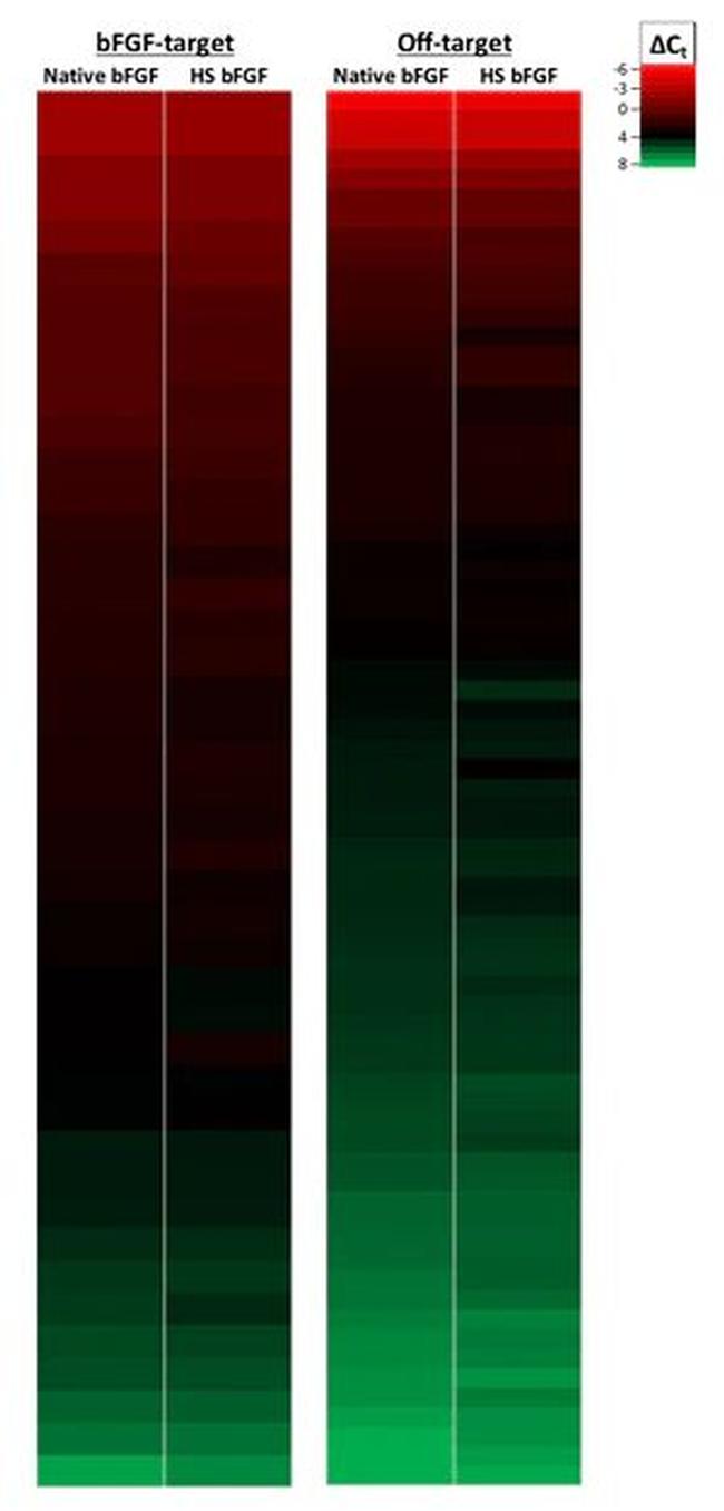 Human Heat Stable bFGF Protein in Functional Assay (Functional)