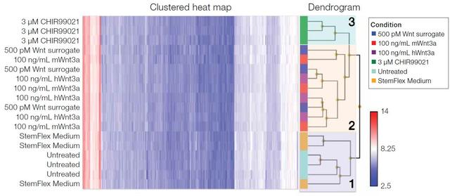 Wnt Surrogate-Fc Fusion Protein in Functional Assay (Functional)